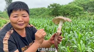 雨后农村遍地是宝，超妈带小妹去捡鸡枞菌，拿回家熬油拌面太安逸