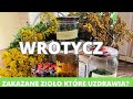 Wrotycz- zakazane zioło które uzdrawia. Od łuszczycy przez reumatyzm do nużeńca, świerzba i grypy