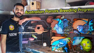 Australian Parrots Breeding Progress | Australian Parrots Breeding Setup | Budgies Breeding Progress