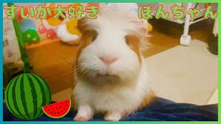 すいかを食べるモルモットがかわいいすぎる🍉💕 watermelon loving guinea pig.