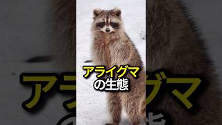 アライグマの生態#雑学 #動物 #shorts