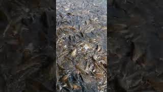 Fish feeding Kumar Nadhi | kumar river near kukke sumbramanyam temple karnataka #shorts #ytshort