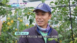 상큼한 첫 맛 사랑 가득 레몬 - 제주 애월 [6시 내고향]20191210