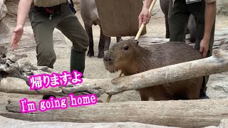 バクさんのプールで遊んだよ (カピバラ劇場) 　from South American tapir Pool　to Capybara space