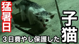 猛暑日にガリガリに痩せ細った子猫を3日かけて保護しました。