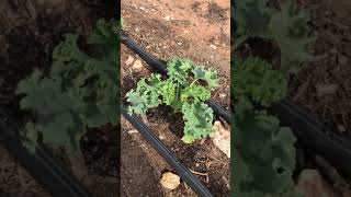 IDEA Edgemere Farm Update #4: Farm Tour