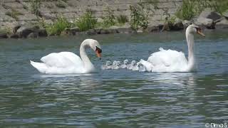 Swan with 8 Chicks - Höckerschwan mit 8 Küken 10.05.2019