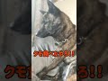 【甲斐犬 mix ハル】クモを食べて 注意される犬🐶