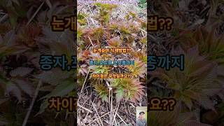 눈개승마 심는 방법!! 눈개승마의 어린모종 부터 큰 모종까지 눈개승마 식재 방법에 대해서 빠르게 알아볼게요!!#눈개승마#눈개승마심는법#눈개승마심기#눈개승마식재#식재방법#눈개승마재배