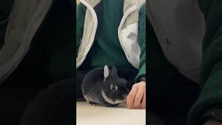 人の手が大好きなうさぎの仕草が可愛いすぎた　#short #rabbit #bunny #うさぎちゃん