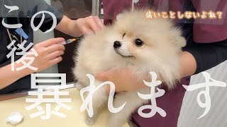 【大絶叫!?】初めての注射に震えが止まらない子犬のポメラニアン