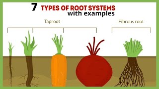 ROOT TYPES: 7 TYPES OF ROOT SYSTEM WITH EXAMPLES | DIFFERENT KINDS OF ROOTS | PLANT ROOT SYSTEM