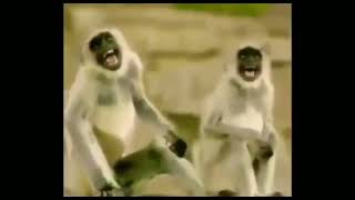 Monkey Laughing Meme No Copyright Meme video clip funny mene clip😂😂😂🤣😂🤣😂🤣🤣😂