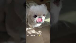 歯がつい出ちゃう愛犬が面白い🤣 silly dog sticks out his lower teeth #pekingese #ペキニーズ