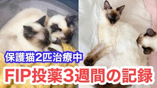 【パリ】FIP診断の保護猫姉妹、投薬3週間の経過報告②