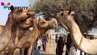 popular camel market tharparkar || beautiful camel in camel market islamkot Desert camel