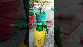 watering pressure spray pump for gardening #gardening #grow #care #plant #shorts