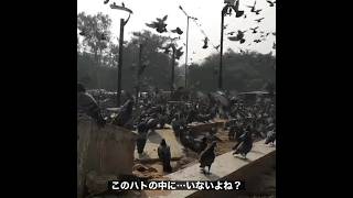 友達を探せ(鳥) #shorts #鳩