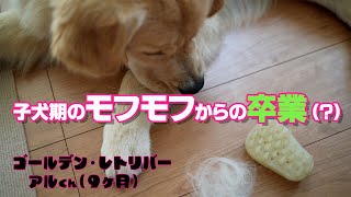 【グルーミング】子犬の毛が抜ける時期？