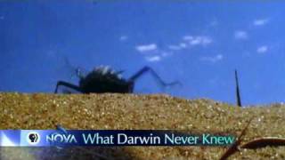 NOVA | What Darwin Never Knew