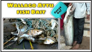 Caught Big Wallago attu Catfish in River | Ballu Fish Catching by Hook line