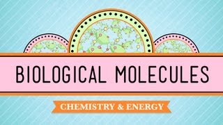 Biological Molecules - You Are What You Eat: Crash Course Biology #3