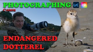 Photographing endangered Dotterel Bird of New Zealand