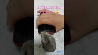 【ハムスター】【iPhone】【破壊】された🥺 #iphone #かわいい #ハムスター #破壊