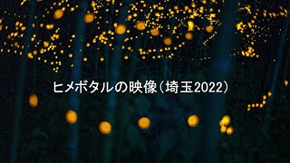 ヒメボタル（埼玉2022）／ Fireflies mating dance