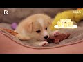 60평대 로또 청약 된 강아지┃개꿈집 ep.1┃어바웃펫 about pet