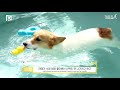 60평대 로또 청약 된 강아지┃개꿈집 ep.1┃어바웃펫 about pet