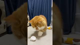 遊んで欲しくてボールを持ってくる猫がかわいいです🐈🐾 The cat that brings the ball because he wants to play is cute. #shorts