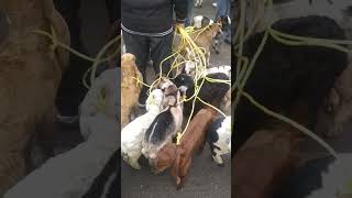 Meerut Bakra Mandi