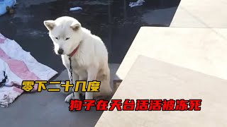 主人請朋友照顧愛犬，沒想到狗子被拴在天台，零下20度活活凍死#shorts