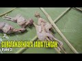 GURATAN BENTALA JAWA TENGAH | JEJAK PETUALANG (02/08/23) Part 3