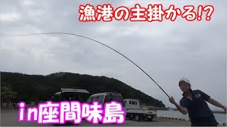 座間味島の漁港で黄色いあの魚を狙った結果・・・【変神と行く座間味島遠征】#1