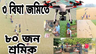 তিন বিঘা জমিতে ৮০ জন শ্রমিক || 80 workers on three bigha land || Bangladesh