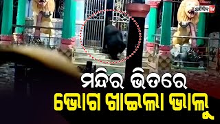 Bear at Vishnu Temple, broke lock to eat Prasad | ଭୋଗ ଖାଇବାକୁ ମନ୍ଦିର ଆସୁଛି ଭାଲୁ।