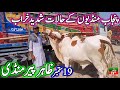 Zahir Pir Cow Mandi Fresh Live Video Latest Update Today 19-09-2024 | Cholistani Nukre Gulabi Bachre