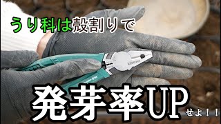 ウリ科の種まきは殻割りで発芽率アップ！力加減は超優しくです