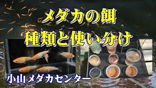 【メダカの餌】メダカの餌の種類と使い分け