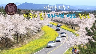 아름다운 제주  -제주의 봄!  드라이브 명소 녹산로-