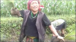 gauma kodo ropai#funny #shorst #nature #gaughar#video