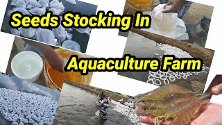 Seeds Stocking In Aquaculture Farm / இறால் வளர்ப்பு பண்ணையில் (seed) இறால் குஞ்சு விடுதல்.