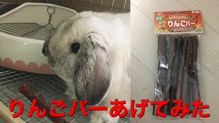 【うさぎ】りんごの木をあげてみたら…？【ホーランドロップ】