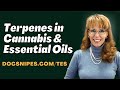 Terpenes in Cannabis and Essential Oils | Mental Health Benefits