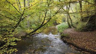 Wanderung Traumpfad - Pyrmonter Felsensteig