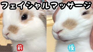 ホーランドロップ子うさぎ【みみたのフェイシャルマッサージ】Holland Lop  ♯104