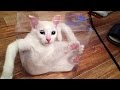 Watch this and YOU WILL DIE LAUGHING - Funny ANIMAL compilation