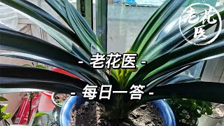 【每日问答】君子兰用啤酒浇有科学依据吗？月季新芽没长大就干掉？Q\u0026A: Can beer be used to water the Clivia? China rose's buds withered